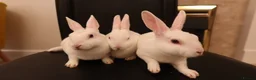 Rex rabbits for sale: Mini Rex BEW Rabbits - Advert 3