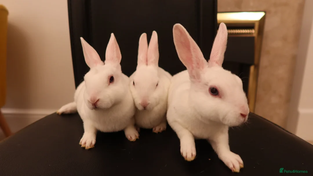 Rex rabbits for sale: Mini Rex BEW Rabbits - Advert 3