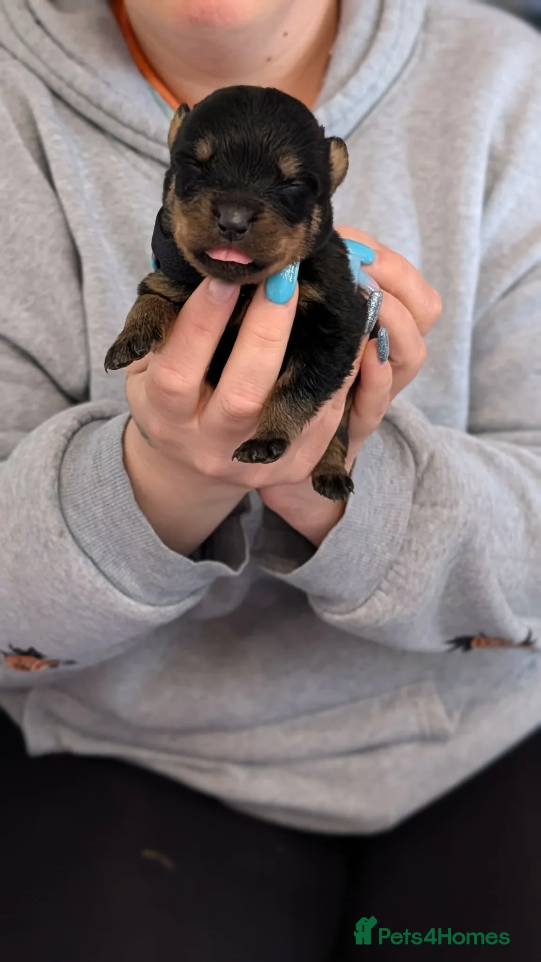 Rottweiler dogs for sale: Kc Rottweiler puppies from imported parents   - Advert 23