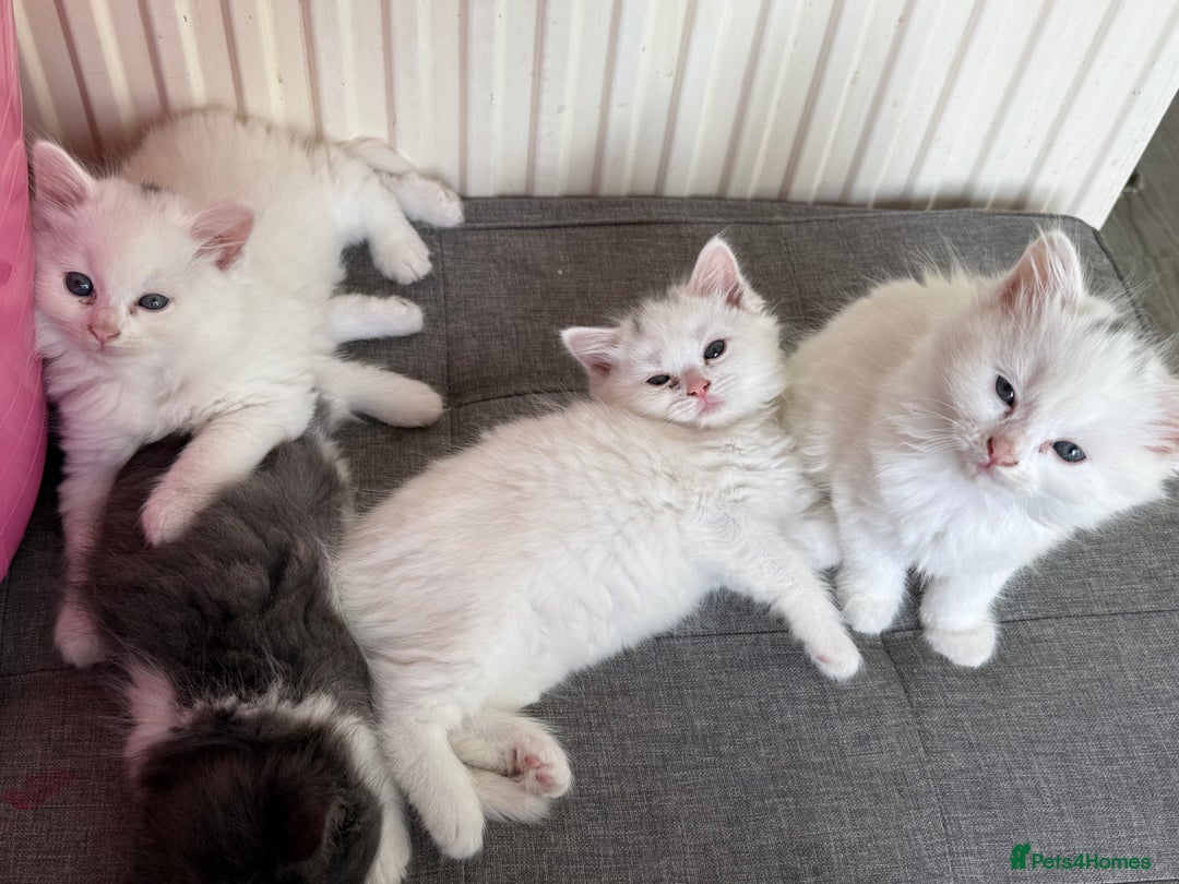 Turkish Angora cats for sale: 8 weeks old kitties girls left - Image 2