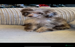 Toy Poodle dogs for sale: 1 Male & 1 Female Toy Poodle - Image 26