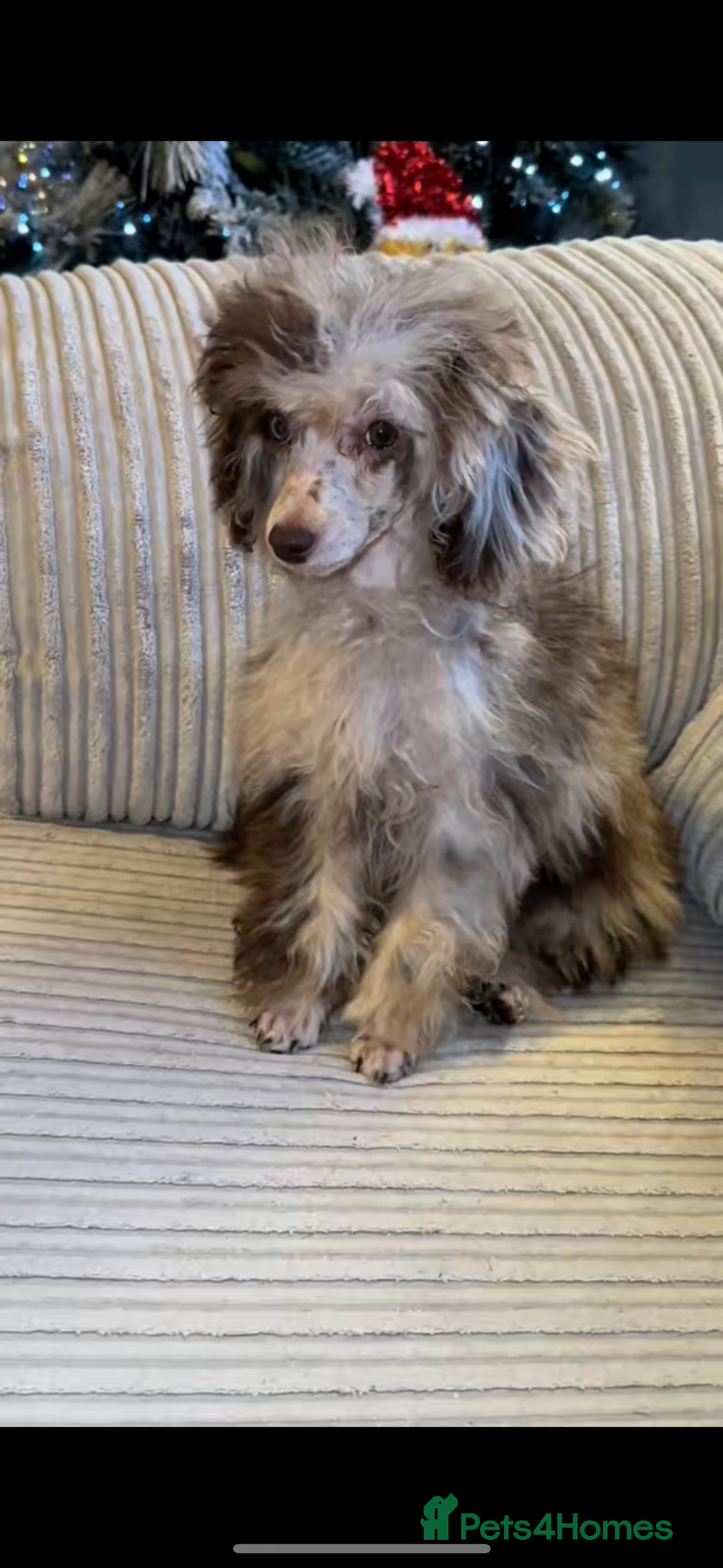 Toy Poodle dogs for sale: 1 Male & 1 Female Toy Poodle - Image 26