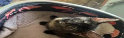 Mixed Breed cats for sale: Little Tortoishell Kitten  - Advert 7