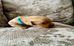 Mixed Breed dogs for sale: Beautiful litter of golden labradoodles - Image 15