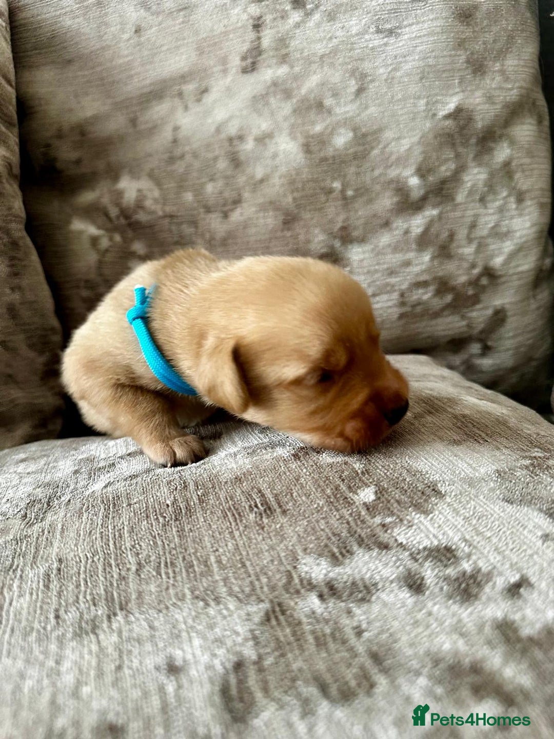 Mixed Breed dogs for sale: Beautiful litter of golden labradoodles - Image 15