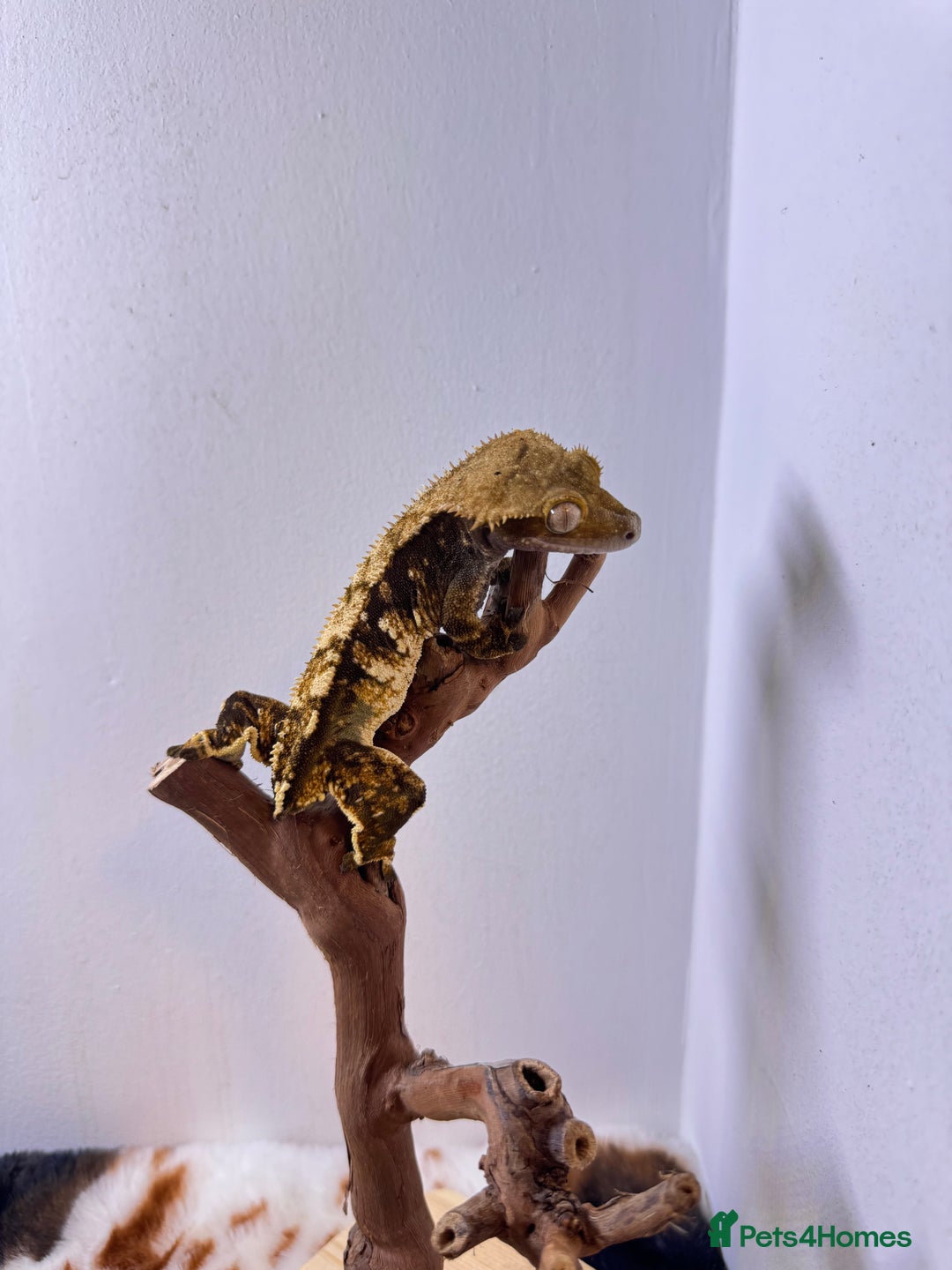 Gecko reptiles for sale: Stunning Friendly Female Tri/Harle Crested Gecko - Image 4