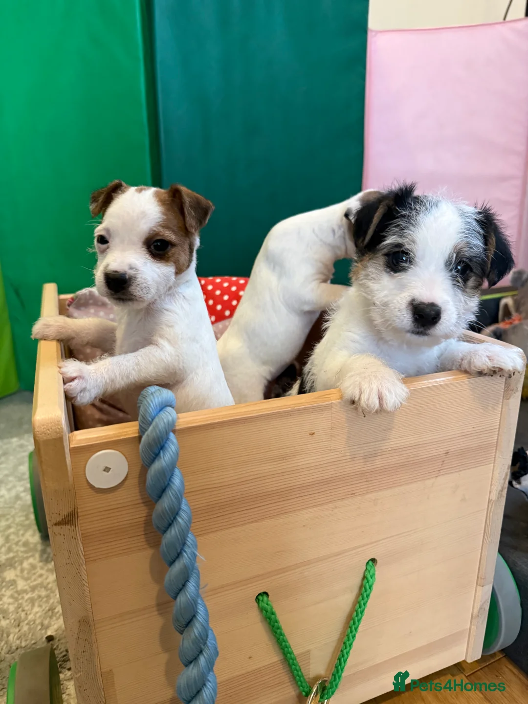 Parson Russell dogs for sale: Parson Russell Terrier - Advert 2