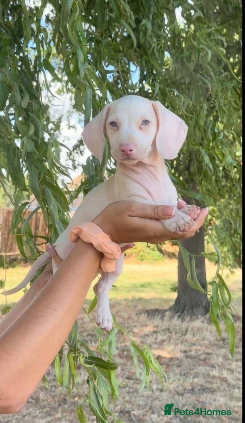 Miniature Dachshund dogs 🌸stunning pink mini dachshunds 🌸 - Advert 5