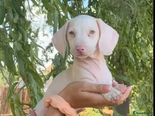 Miniature Dachshund dogs 🌸stunning pink mini dachshunds 🌸 - Advert 15