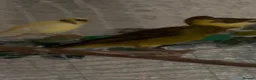 Canaries birds for sale: 9 Canaries Looking for a Free-Flight Home Together in Sheffield - Advert 8