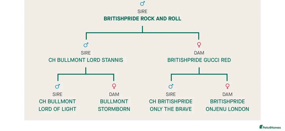 English Bulldog dogs for stud: Britishpride stud  in Manchester - Advert 6