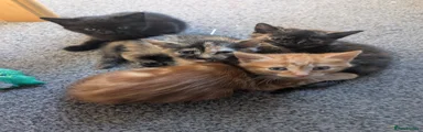 Mixed Breed 4