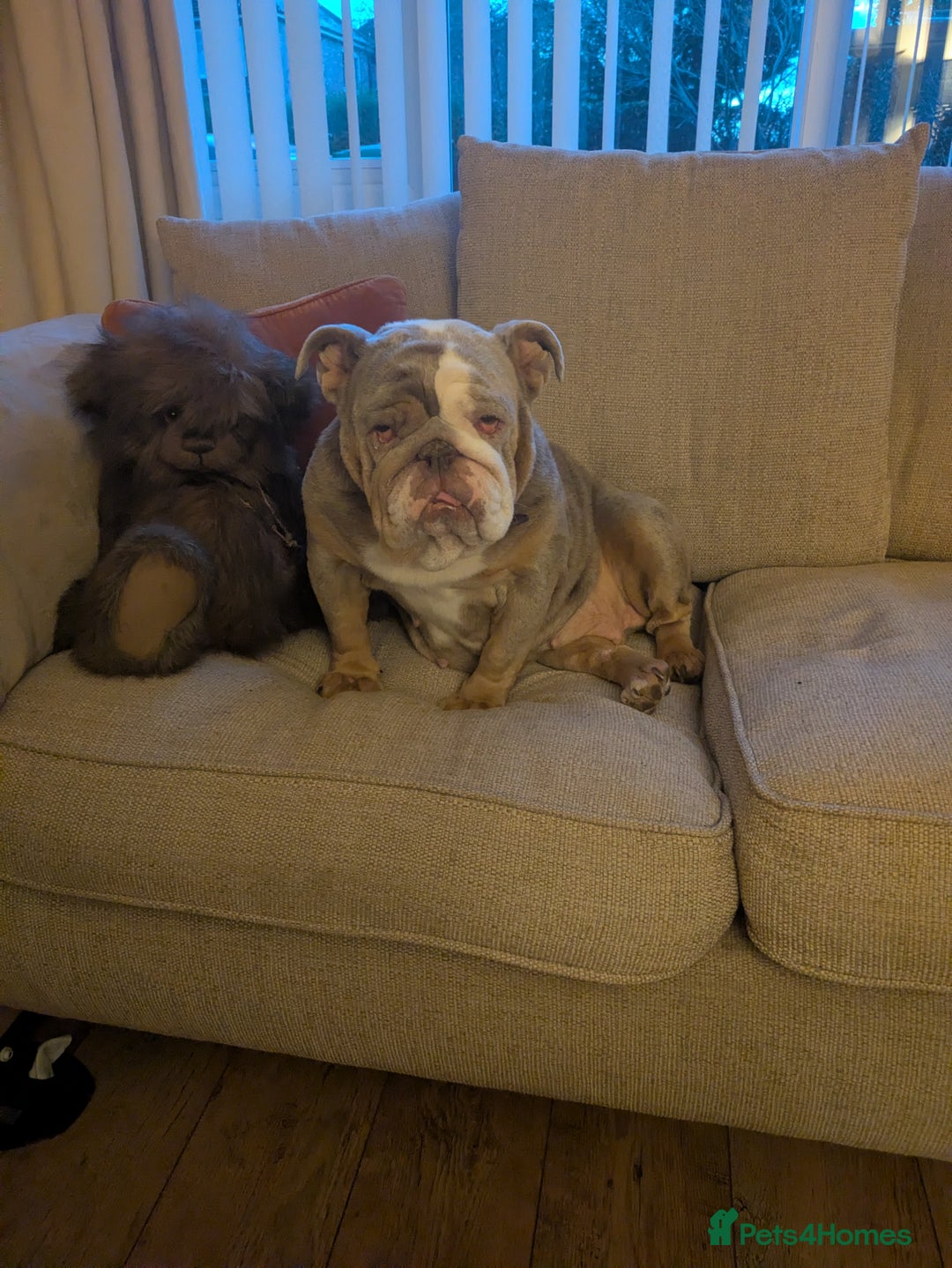 English Bulldog dogs for sale: Mab the bulldog - Advert 2