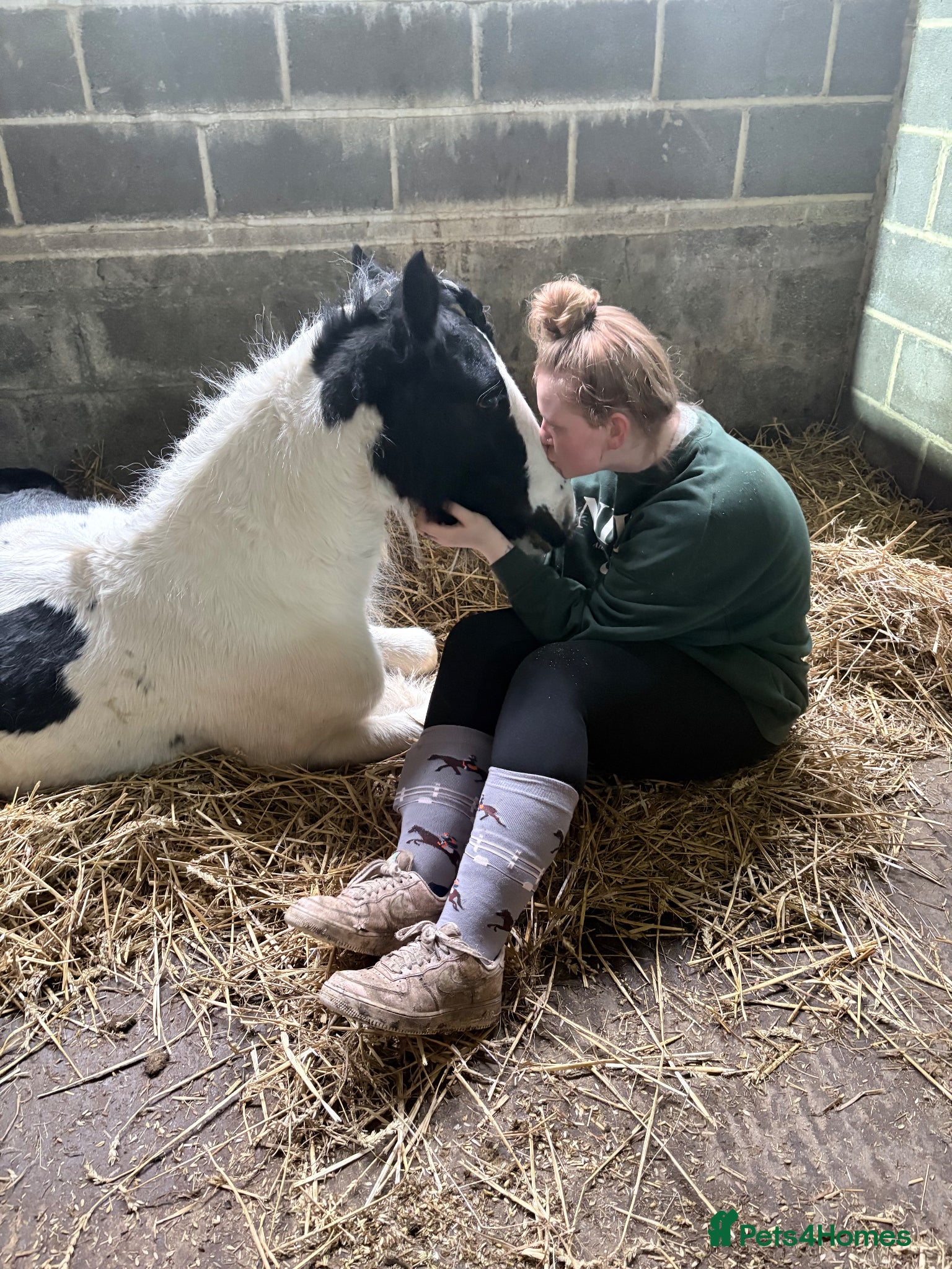 Irish Cob horses Captain - Advert 1