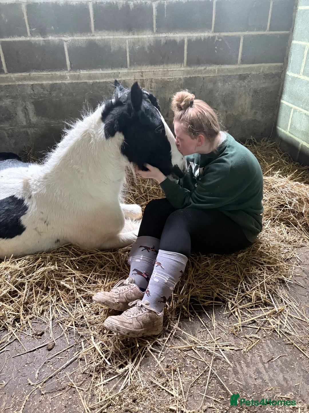 Irish Cob horses for sale: Captain - Advert 1