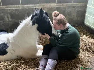 Irish Cob horses Captain - Advert 1