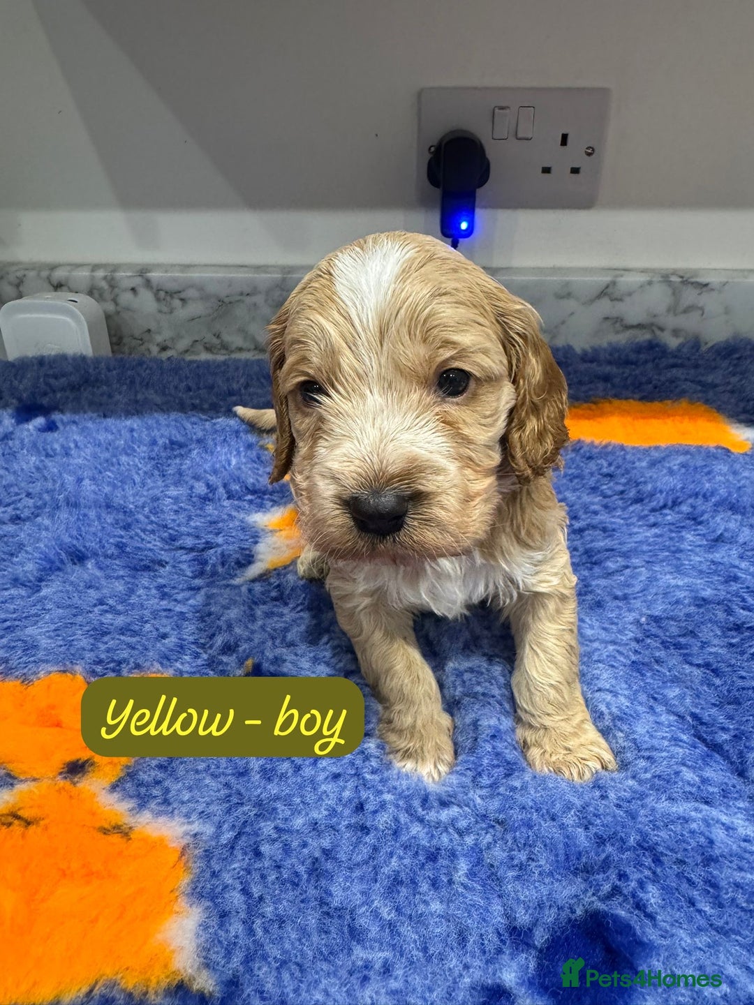 Cockapoo dogs for sale: Cockapoo puppies - Advert 4