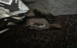 Mixed Breed cats for sale: 4 kittens for sale from 2 litters - Image 20