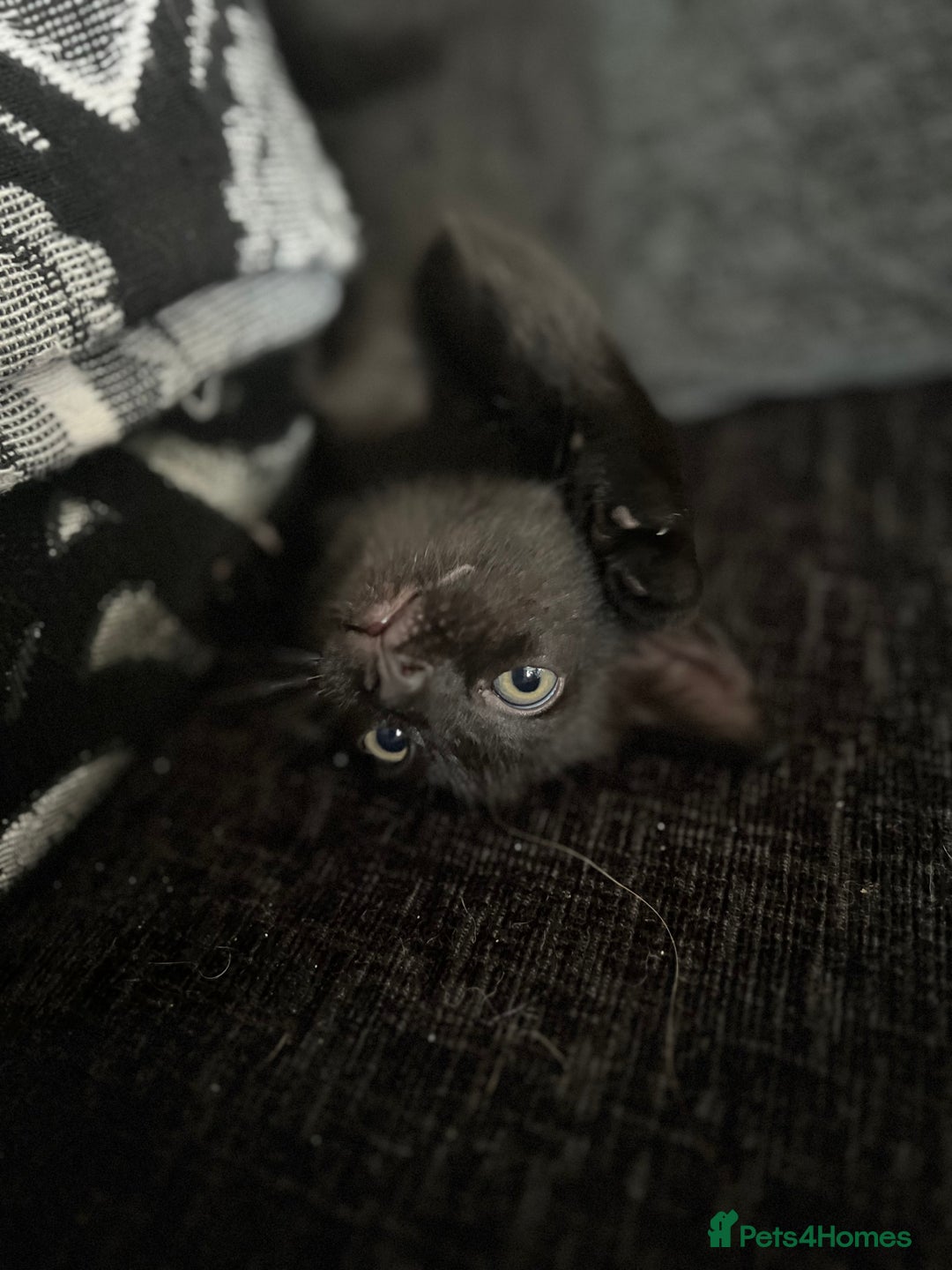 Mixed Breed cats for sale: 4 kittens for sale from 2 litters - Image 20