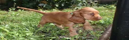 Cocker Spaniel dogs for sale: Ready Now Kc Reg Show Type Cocker Spaniel  - Advert 2