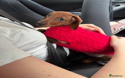 Dachshund dogs for sale: Ready now! Dachshund puppy/sausage dog 1 girl left - Image 14