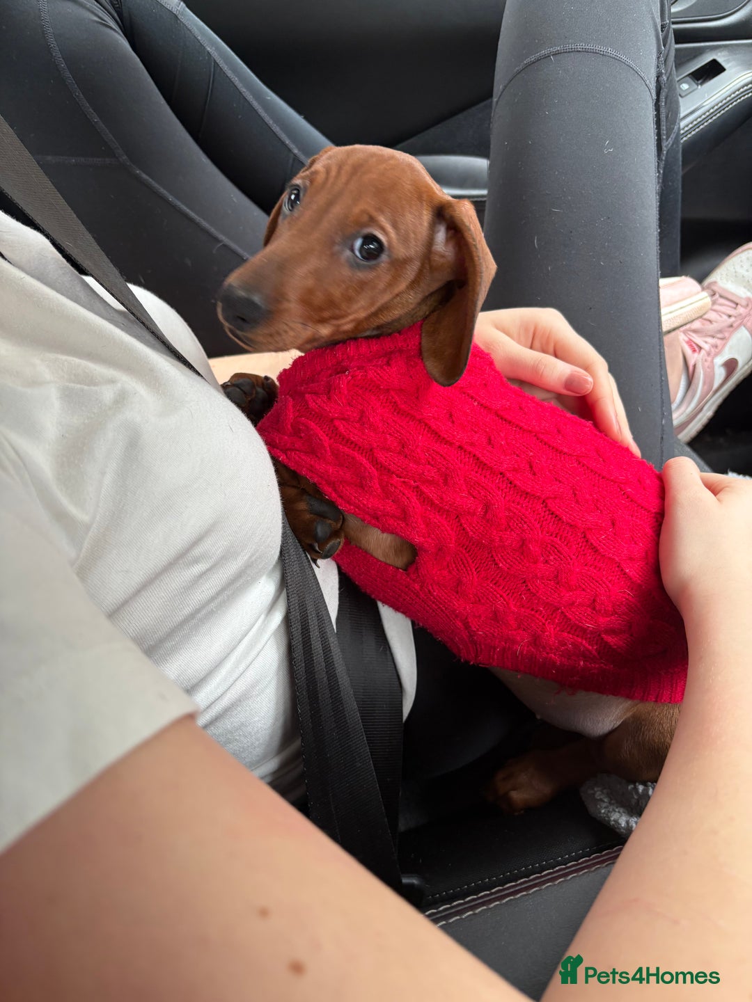 Dachshund dogs for sale: Ready now! Dachshund puppy/sausage dog 1 girl left - Image 14