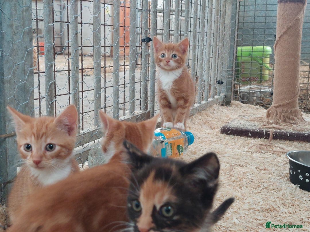 Domestic Shorthair cats for sale: Gorgeous kittens available now - Image 3