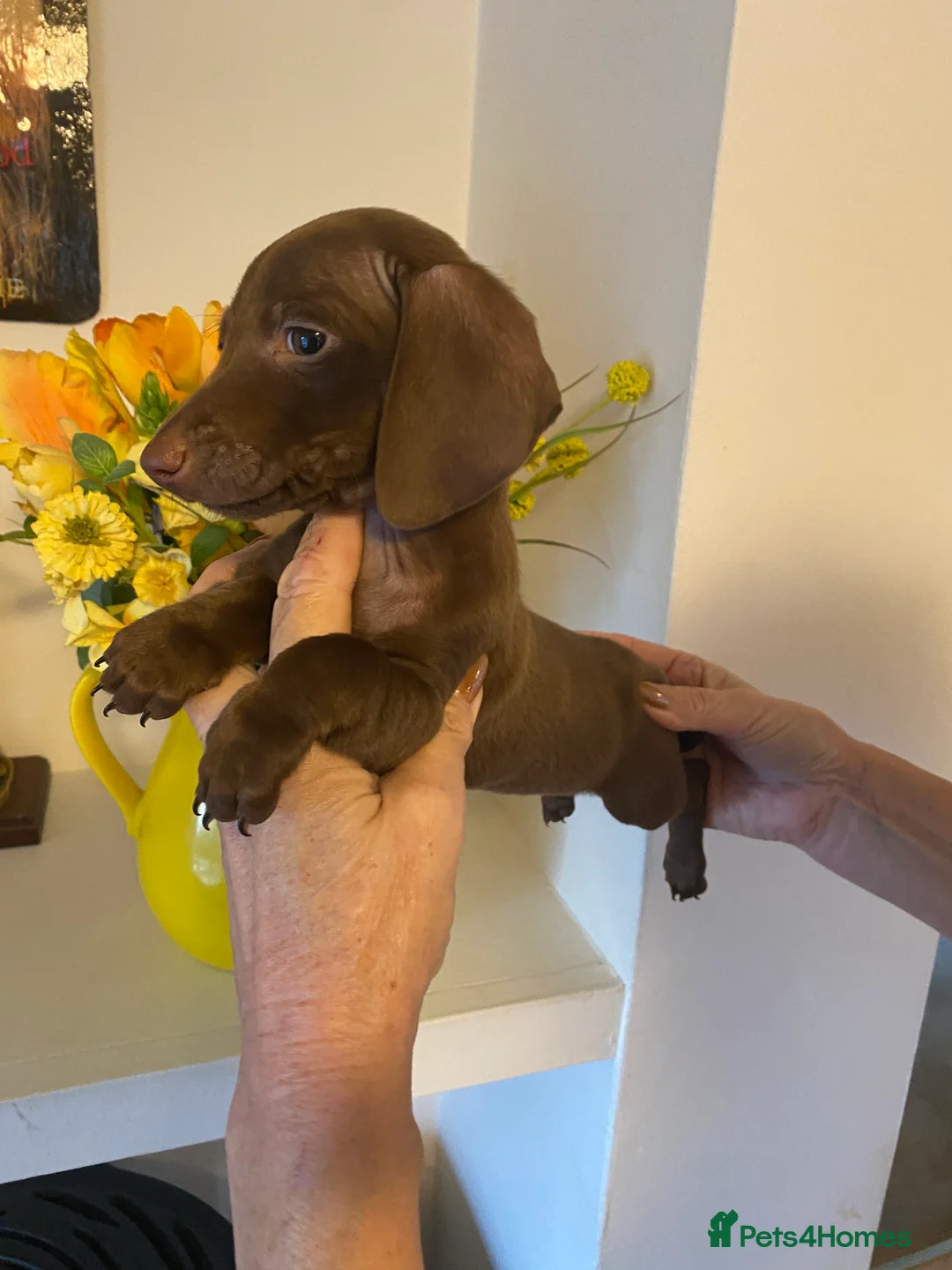 Miniature Dachshund dogs for sale: BEAUTIFUL K.C CHOCOLATE BOY MINIATURE DACHSHUND!!  - Advert 3