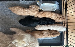 Toy Poodle dogs for sale: Toy poodle puppies ready now. Aberdeenshire - Image 11