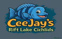 Cichlids fish for sale: Petrochromis Red Bulu Point cichlids- RARE F1 Wild - Advert 1