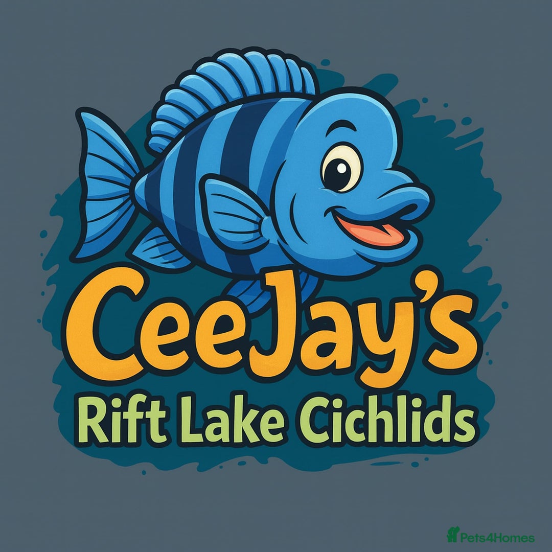 Cichlids fish for sale: Petrochromis Red Bulu Point cichlids- RARE F1 Wild - Advert 1