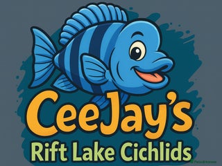 Cichlids fish for sale: Petrochromis Red Bulu Point cichlids- RARE F1 Wild - Advert 1