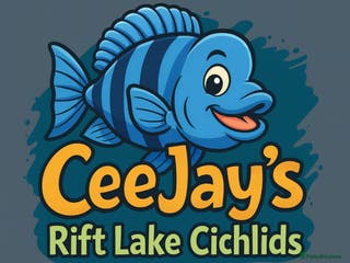 Cichlids fish Petrochromis Sp. Red Bulu Point: Very Rare F1 Wild - Advert 17
