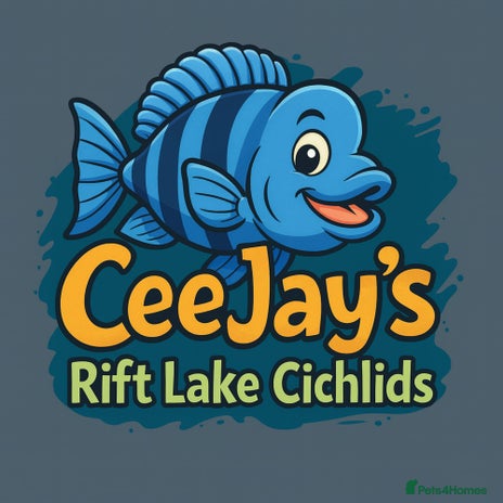 Cichlids fish Petrochromis Red Bulu Point cichlids- RARE F1 Wild - Advert 1