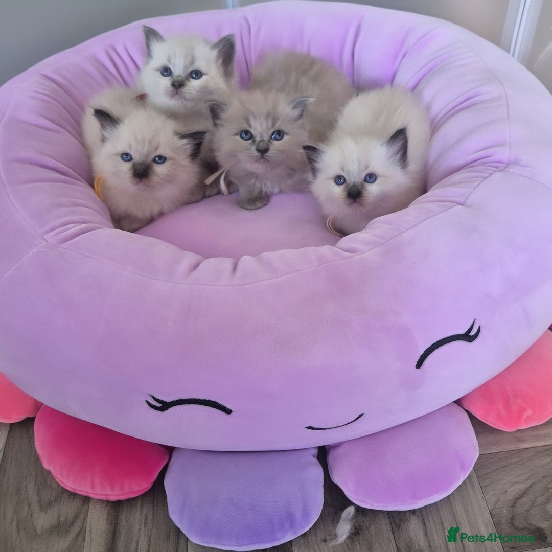 Ragdoll cats for stud: Ragdoll Seal Sepia Stud Genetically Tested 🐾 in London - Advert 25