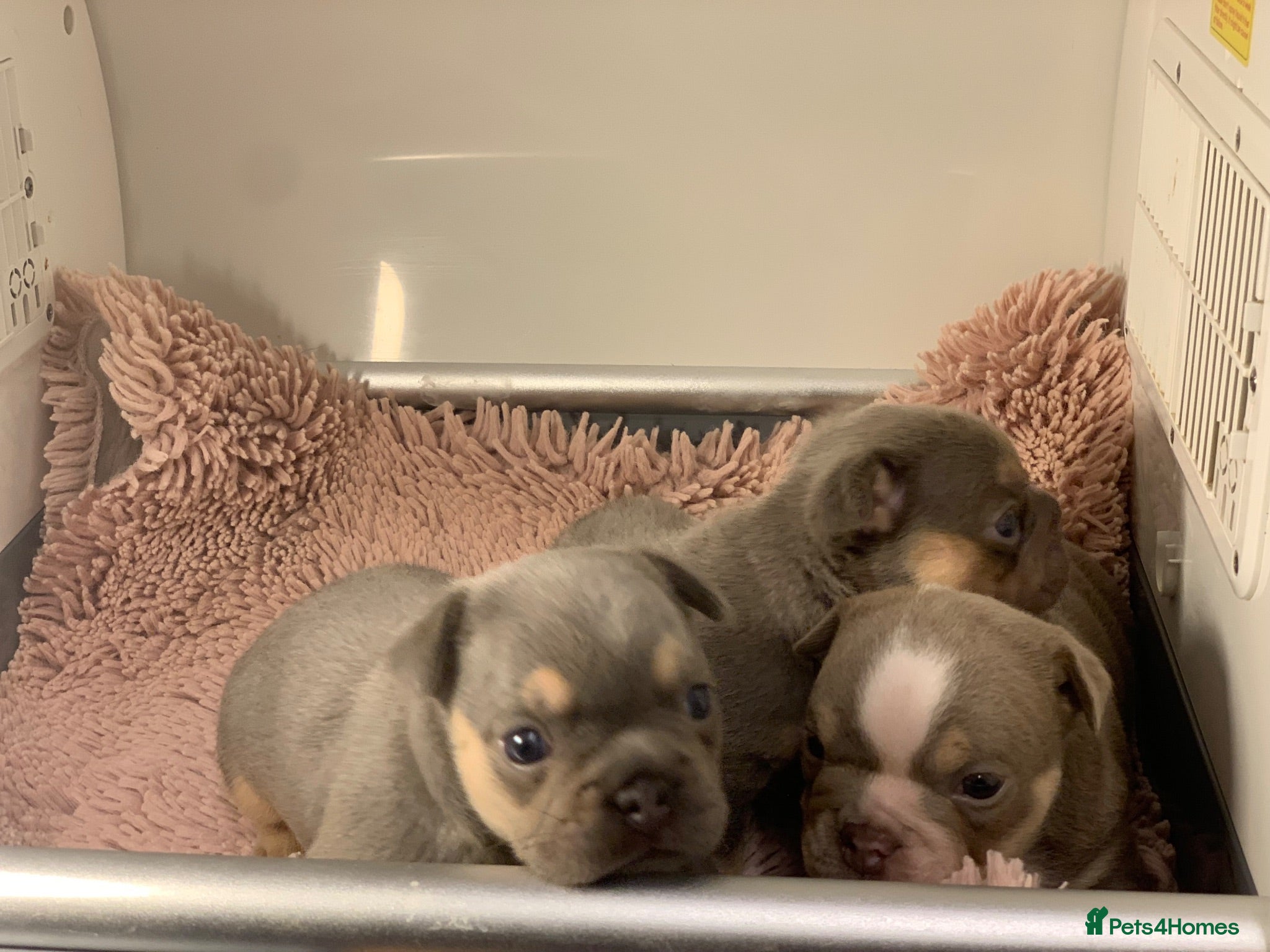 French Bulldog dogs French bulldog beauties  - Advert 2