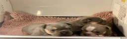 French Bulldog dogs for sale: French bulldog beauties  - Advert 2