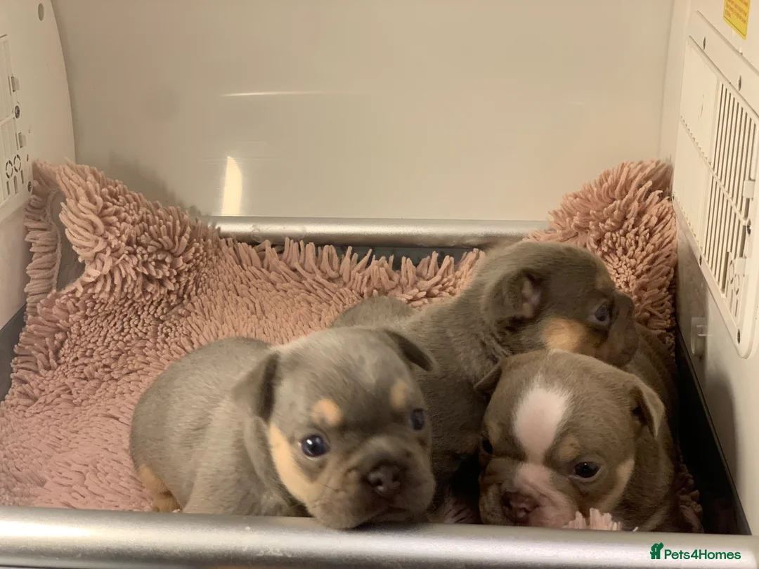 French Bulldog dogs for sale: French bulldog beauties  - Advert 2