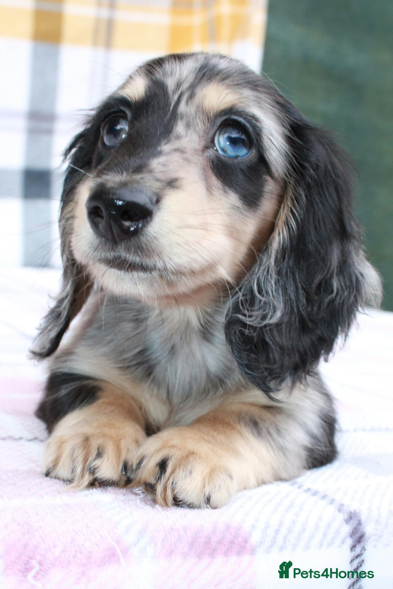 Miniature Dachshund dogs Cream dapple - Advert 5