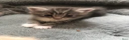 Mixed Breed cats for sale: Tammy surridge  in Bournemouth - Advert 4