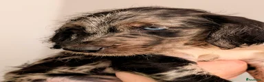 Merle female 