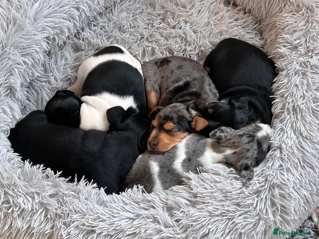 Patterjack dogs for sale: Jack Russell x Patterjack puppies - Advert 1