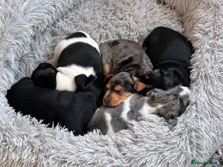 Patterjack dogs Jack Russell x Patterjack puppies - Advert 13