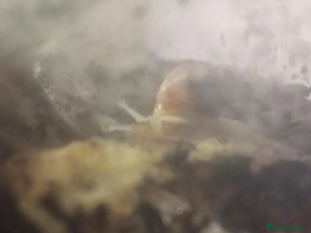 Snails invertebrates for sale: Baby Fulica albino giant African land snails  - Advert 2
