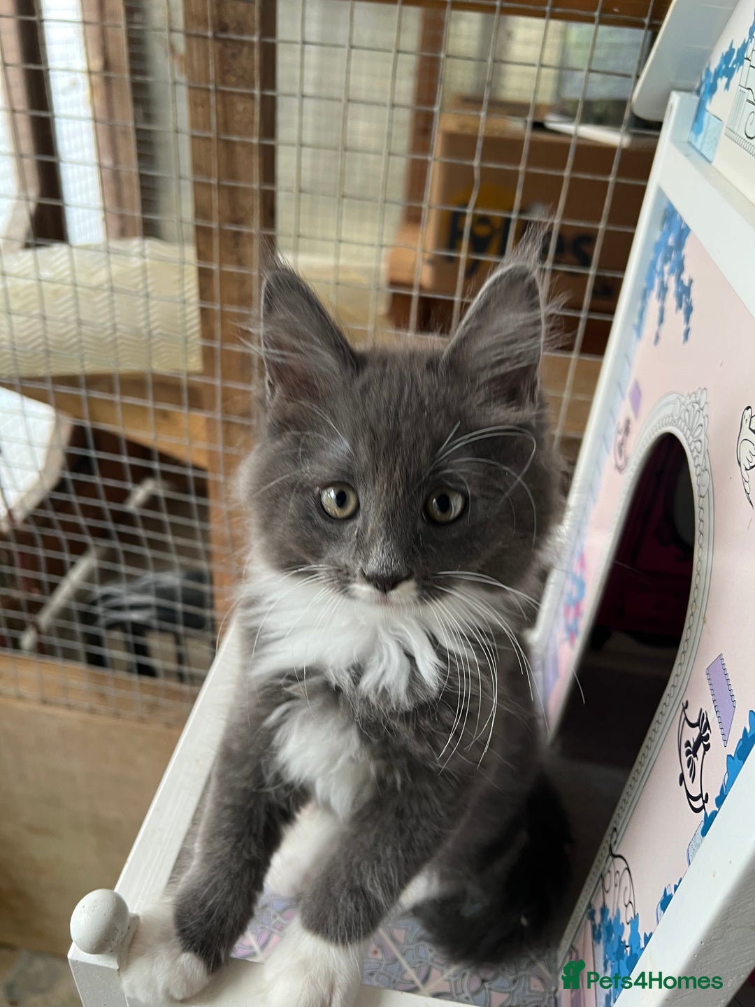 Maine Coon cats for sale: 3 Beautiful Main Coon - Image 12