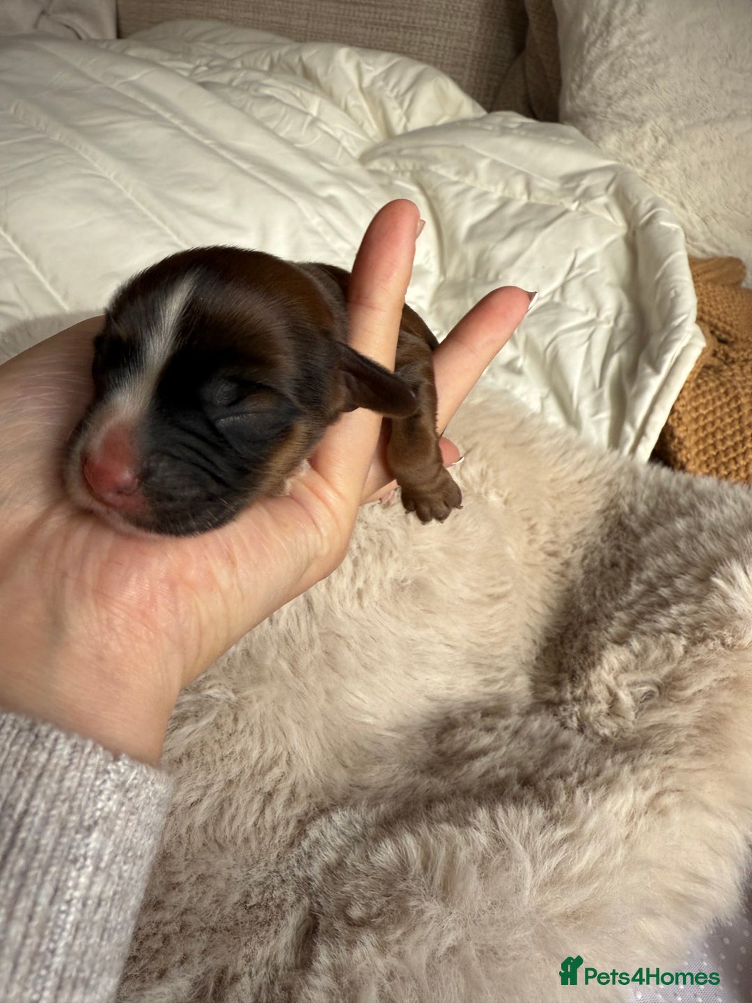 Cockapoo dogs for sale: 8 Gorgeous Cockapoo puppies  - Image 3