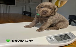 Labrador Retriever dogs for sale: Stunning litter of Silver & Charcoal Lab pups  - Image 13