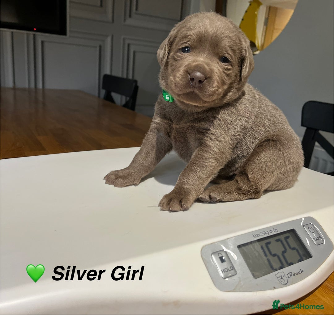 Labrador Retriever dogs for sale: Stunning litter of Silver & Charcoal Lab pups  - Image 13