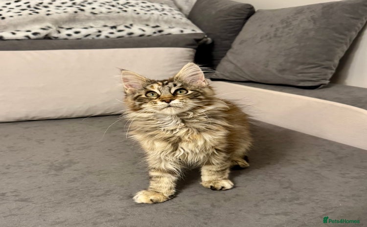 Maine Coon cats - Advert 2