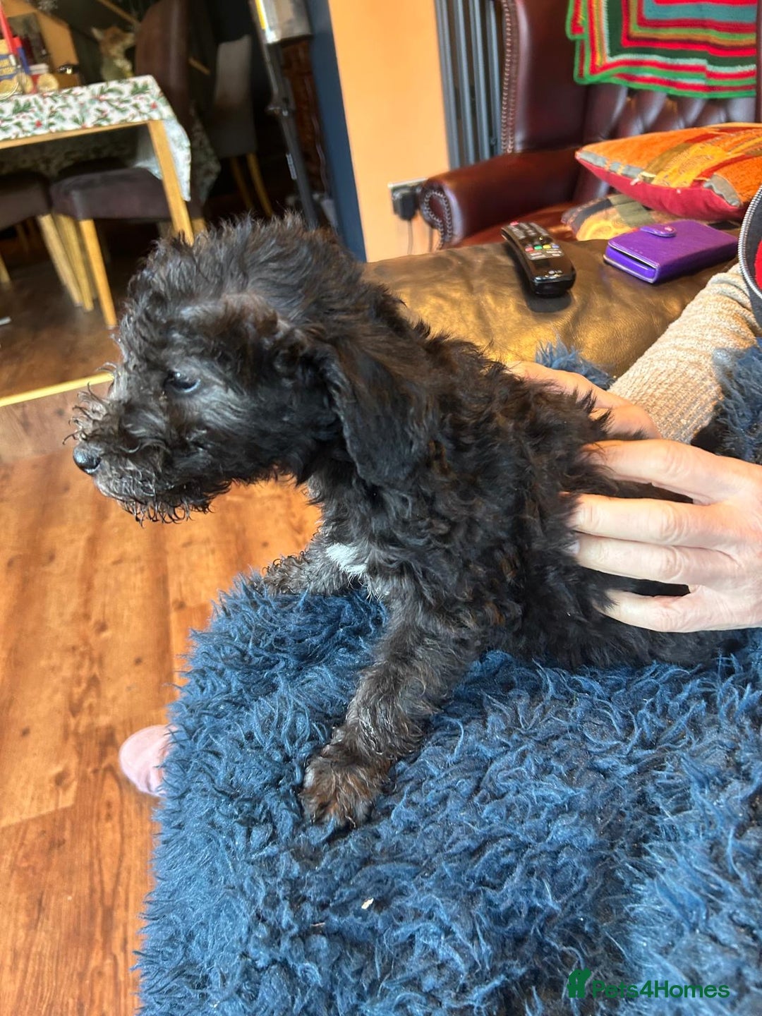 Bedlington Terrier dogs for sale: Bedlington pup - Advert 6